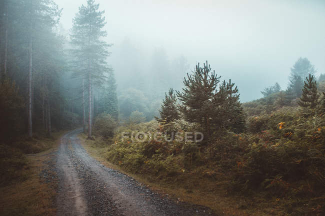 Estrada rural em floresta verde nebulosa — Fotografia de Stock