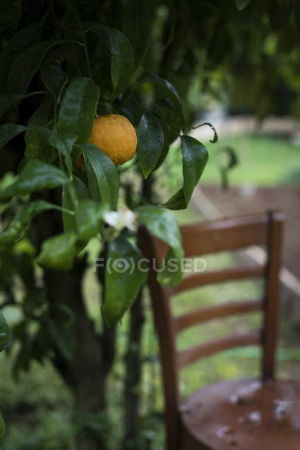 Close up view of small orange growing on tree in garden. — Stock Photo
