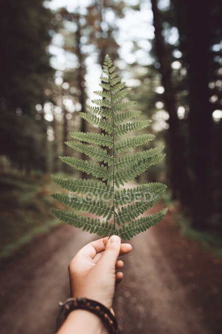 Crop hand with fern leaf on background of rural road — Stock Photo