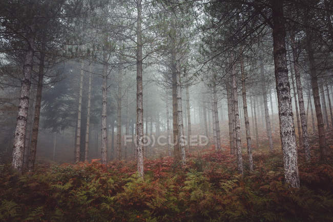 Farbenfroher Herbstwald am Berghang — Stockfoto