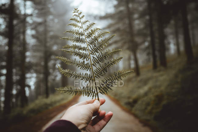 Coltivazione mano tenendo felce foglia sullo sfondo della strada forestale — Foto stock