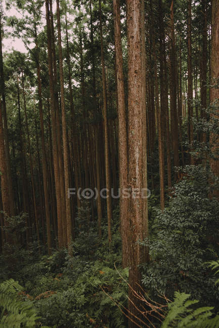 Landschaft aus ruhigen herbstlichen Wäldern — Stockfoto