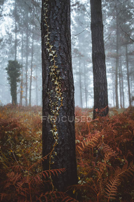 Edera gambo salire tronco d'albero nella foresta autunnale — Foto stock