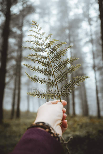 Mão de colheita com folha de samambaia sobre madeiras nebulosas — Fotografia de Stock