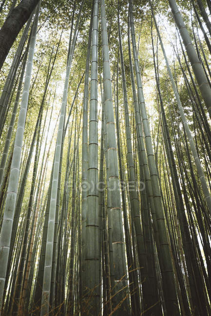 Blick von unten auf dicke Bambusstämme, die immer dichter werden — Stockfoto