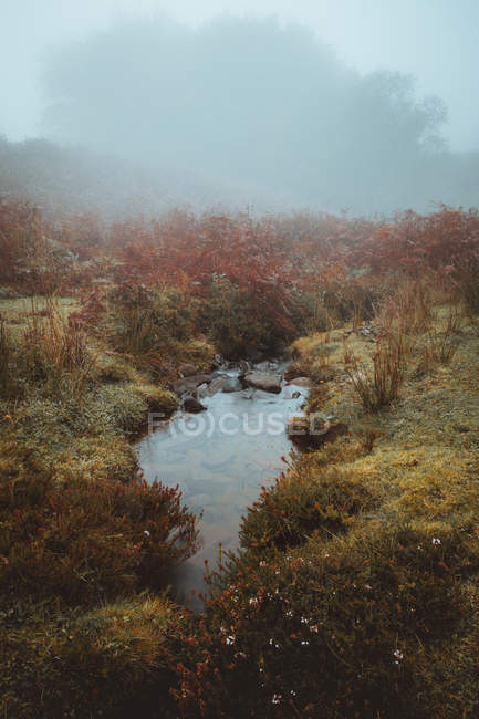 Fluxo tranquilo entre grama outonal sob nevoeiro — Fotografia de Stock