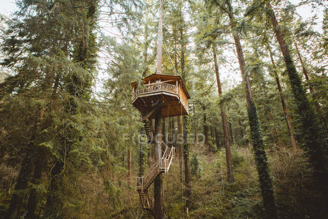 De abaixo da visão da pequena casa de árvore na altura em madeiras verdes . — Fotografia de Stock