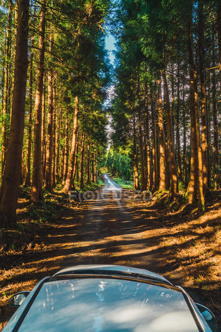 Білий автомобіль їде по сільській дорозі через вічнозелений ліс в сонячний день . — стокове фото