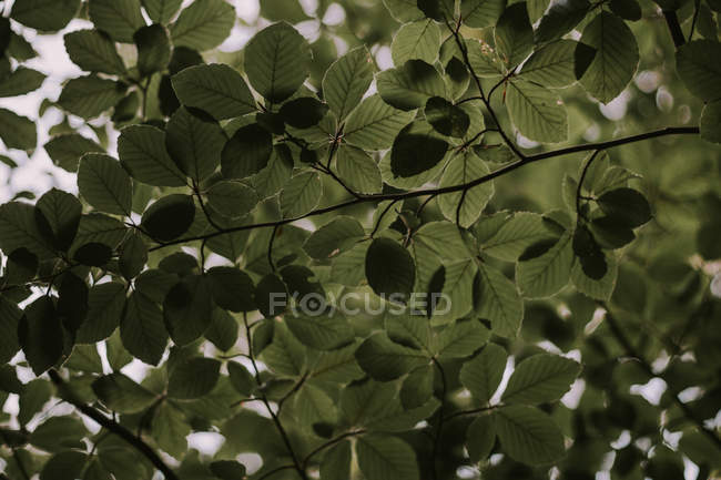 De abaixo ramos com folhas verdes na natureza . — Fotografia de Stock
