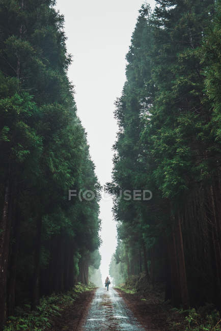 Vista à distância da mulher andando na estrada em meio a bosques altos no dia nebuloso — Fotografia de Stock