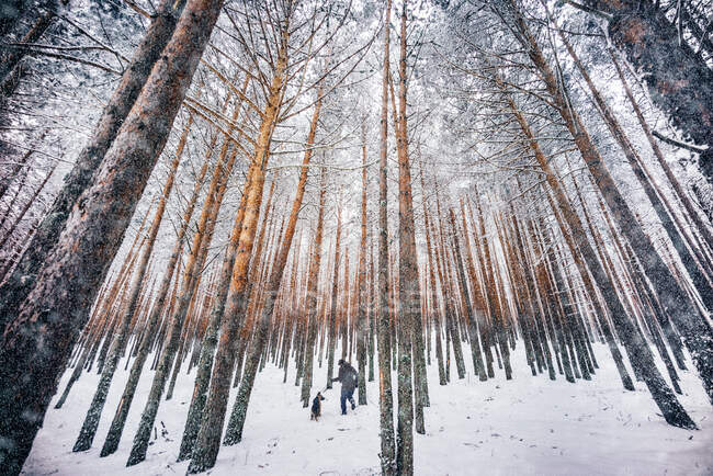 Homem caminha com cão na floresta. — Fotografia de Stock
