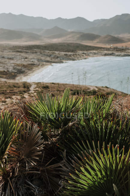 Piccole piante esotiche verdi che crescono sulla collina costiera al mare
. — Foto stock