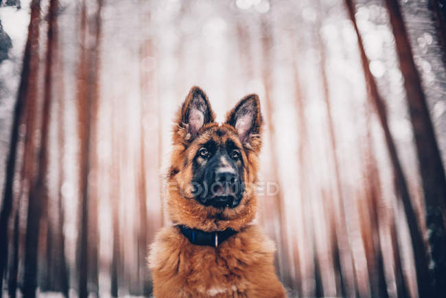 Porträt des Schäferhundewelpen im Wald — Stockfoto