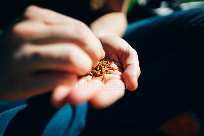 Crop male hands rolling fresh aromatic tobacco in cigarette. — Stock Photo
