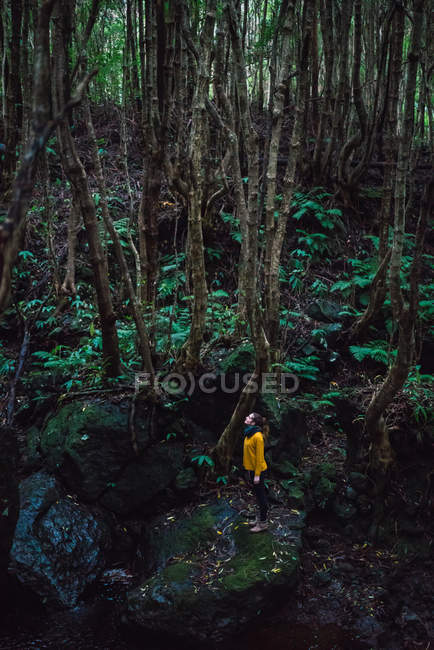 Vista de ángulo bajo de la joven mujer de pie en el bosque verde - foto de stock