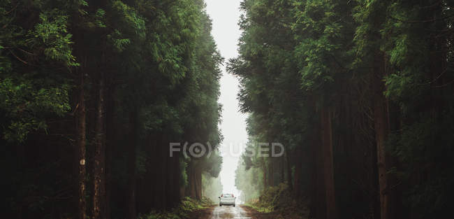 Panorama with lonely car on road among huge green lush trees in misty forest. — Stock Photo