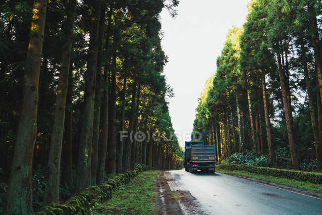 Big truck driving on asphalt road through green forest in sunny day. — Stock Photo
