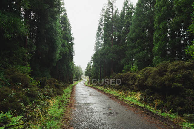 Perspective view of long empty wet road running among green trees of spooky forest. — Stock Photo