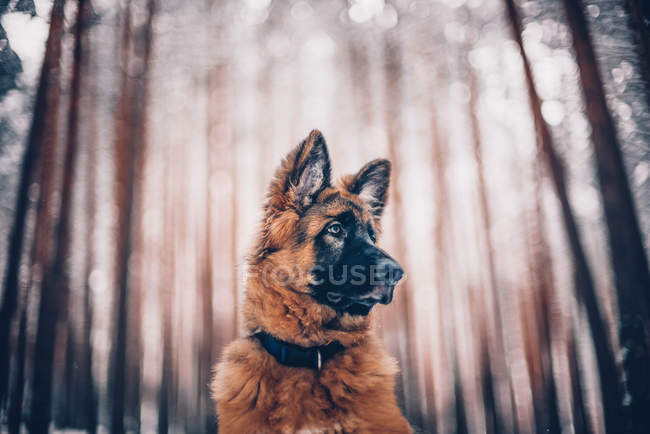 Pastor alemão cachorro cão olhando para o lado — Fotografia de Stock