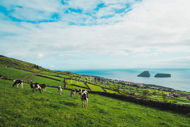 Pittoresca veduta di pascoli verdi con bestiame alla luce del sole sullo sfondo di un oceano infinito
. — Foto stock
