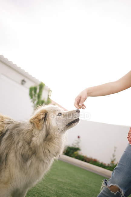 Обрезание женской руки гладит большую собаку на заднем дворе — стоковое фото