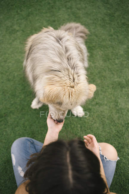 Прямо над видом человека, гладящего большую собаку на газоне — стоковое фото