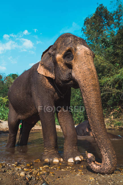 Vista lateral do grande elefante em pé no pequeno rio no dia ensolarado . — Fotografia de Stock