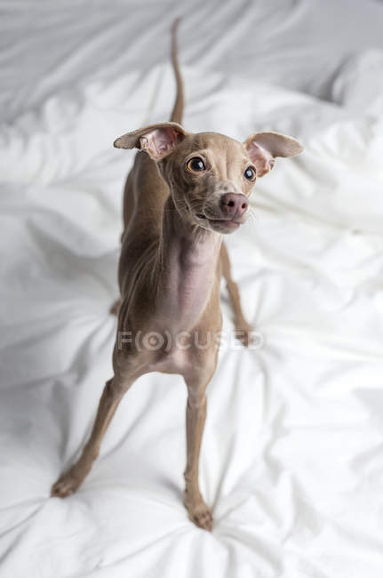 Italian Greyhound dog standing on bed and looking away — Stock Photo