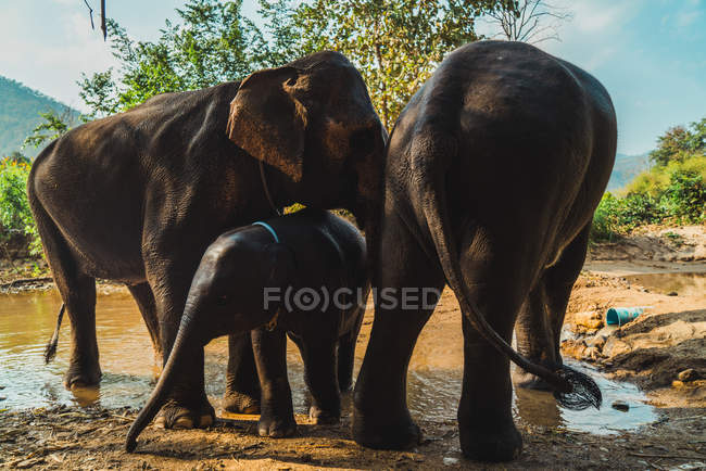 Elephant family with child standing at water together — Stock Photo