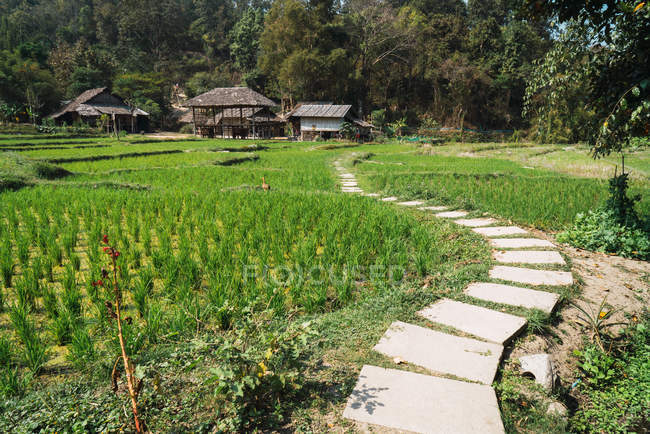 Petit chemin bétonné vers les bâtiments ruraux sur prairie verte en Thaïlande . — Photo de stock