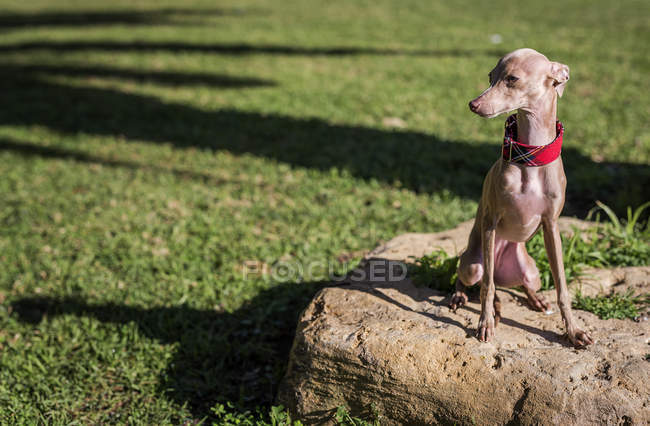 Little Italian Greyhound dog on stone at park lawn — Stock Photo