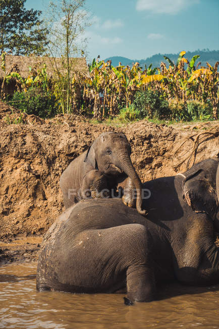 Ребенок-слон забирается на родительскую спину в реке — стоковое фото