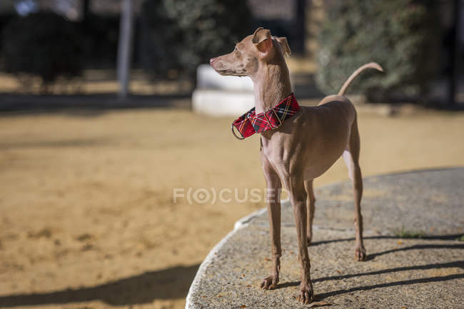 Маленькая итальянская собака Грейхаунд смотрит вдаль в парке . — стоковое фото