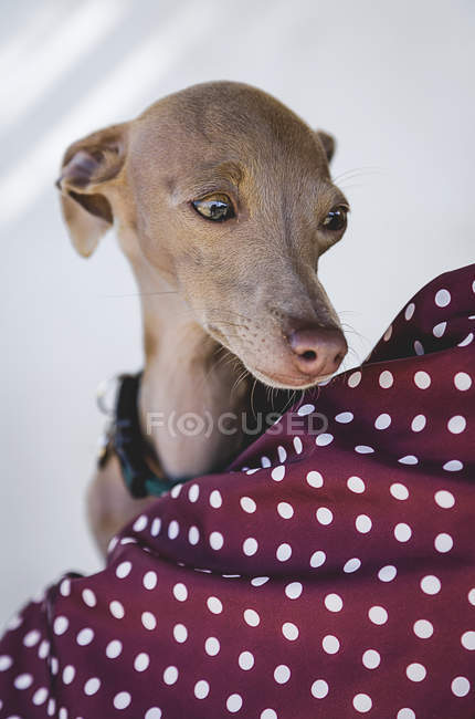 Portrait of little italian greyhound dog posing with polka dot patterned fabric — Stock Photo