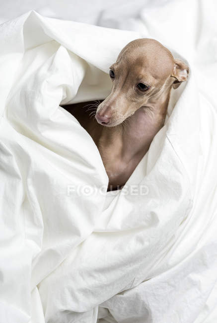Porträt des süßen italienischen Windhundes in Bettdecke gewickelt — Stockfoto