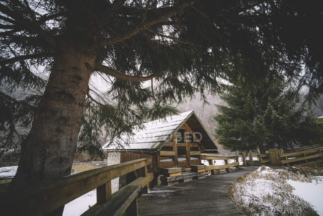 Vista para cabana entre pinheiros paisagem nevada . — Fotografia de Stock
