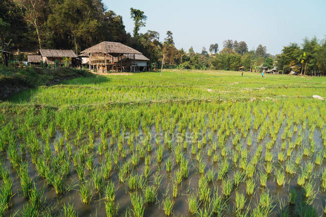 Пейзаж залитых солнцем рисовых полей и сельского дома на заднем плане — стоковое фото