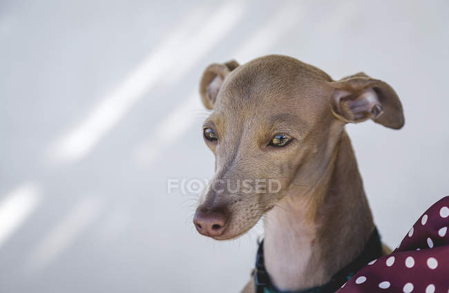 Portrait of little italian greyhound dog over white wall — Stock Photo