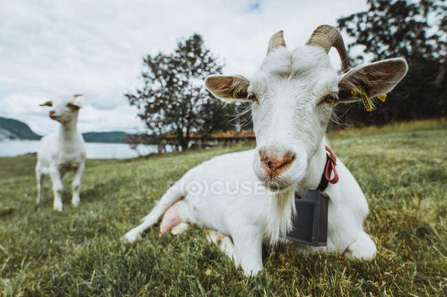 Due simpatiche capre bianche sul prato verde al lago . — Foto stock