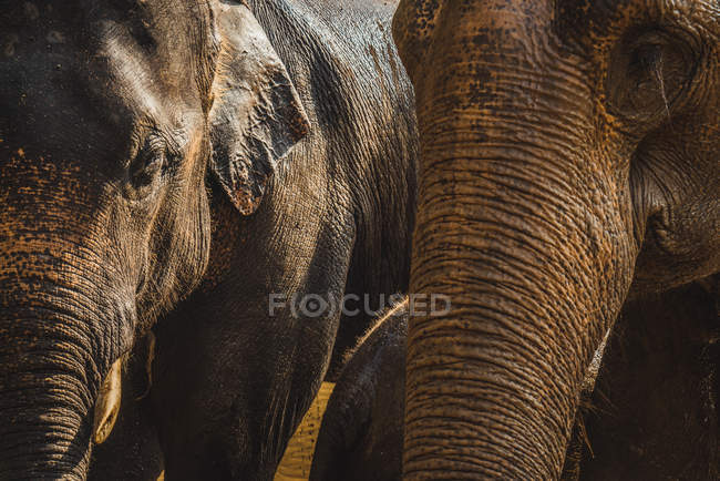 Crop elephants heads in sunlight — Stock Photo