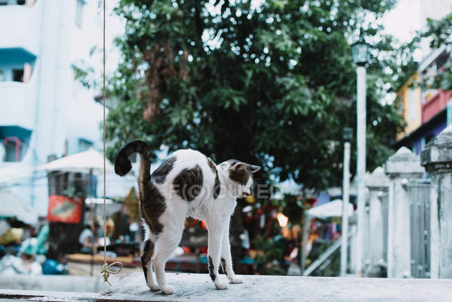 Бездомная кошка растягивает тело на городской улице . — стоковое фото