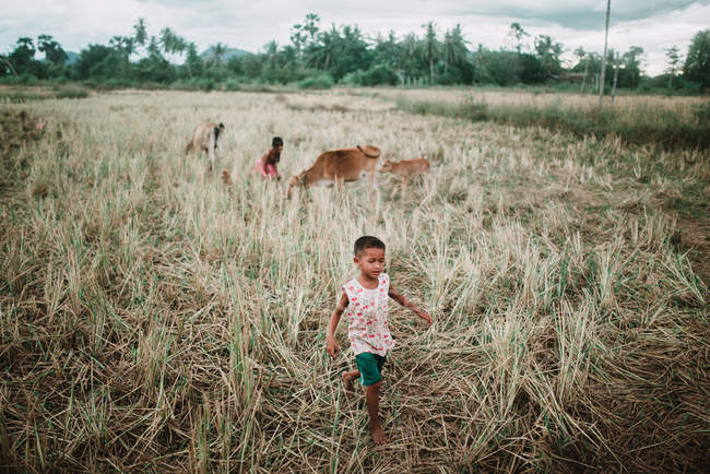 LAOS, 4000 ISLAS ÁREA: Niños locales pastando vacas en los campos - foto de stock