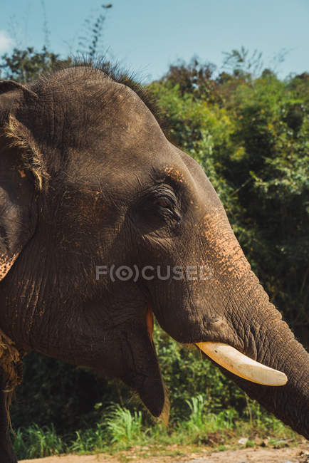 Seitenansicht des Elefantenkopfes bei sonnigem Tag. — Stockfoto