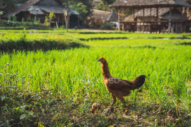 Rooster walking on background of oriental village — Stock Photo