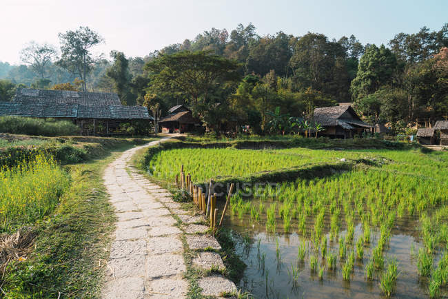 Kleiner Pfad durch Reisfeld in orientalischem Dorf — Stockfoto