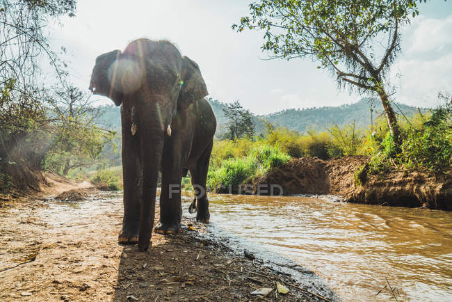Big elephant walking out of small river in sunny day. — Stock Photo