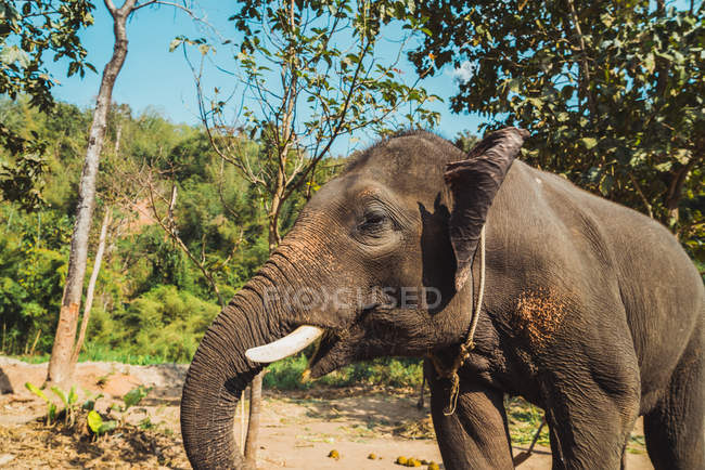 Side view of big elephant at nature — Stock Photo