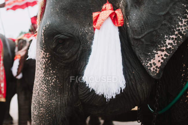 Close-up vista elefante grande com decoração escova branca . — Fotografia de Stock