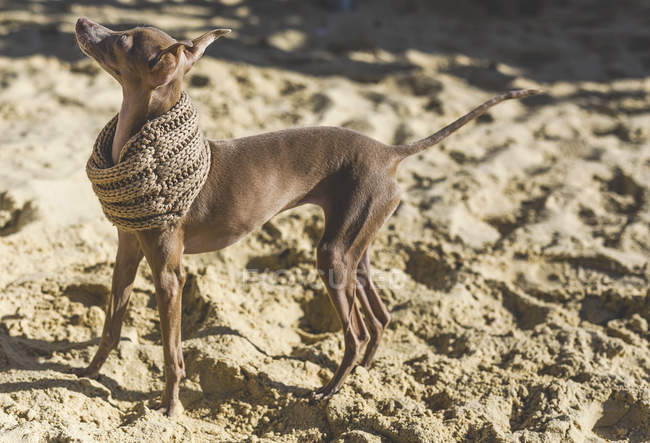 Side view of Little Italian Greyhound dog wearing scarf standing on sand — Stock Photo