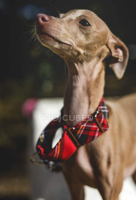 Portrait of little Italian Greyhound dog with checkered chocker — Stock Photo